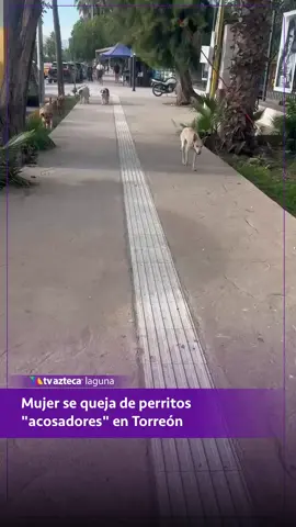 🐾🚨Una mujer reportó haber sido acosada por una manada de perros callejeros mientras paseaba con su mascota en el Bosque Venustiano Carranza. Según su testimonio, los “perritos acosadores” la siguieron e incluso le impidieron la entrada al lugar. #Torreón #BosqueVenustianoCarranza #Noticias #PerrosCallejeros #Denuncia #Coahuila