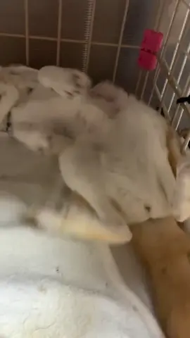 The fennec fox uses its bushy tail for balance, communication, and thermoregulation, signaling mates, marking territory, and dissipating heat in its hot, arid desert habitat. The fennec is a tiny desert fox found only in Algeria 🇩🇿. With its huge ears, it hears prey underground, survives the Sahara’s heat, and stays playful yet wild. #FennecFox #OnlyInAlgeria #WildAndAdorableUSA  #SaharaStar #fyp 