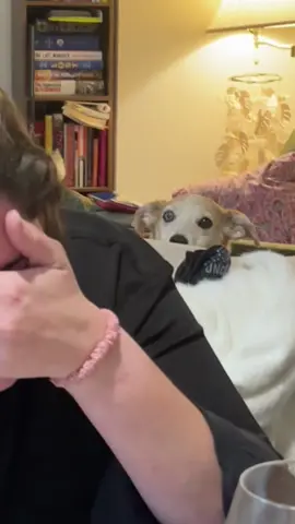 POV: a new trauma has been created 😂  #dog #dogsoftiktok 