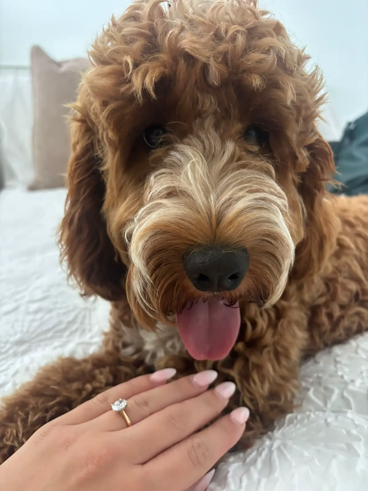 Being a fiancée is literally my personality now #dog #engaged #proposal #cockapoo 