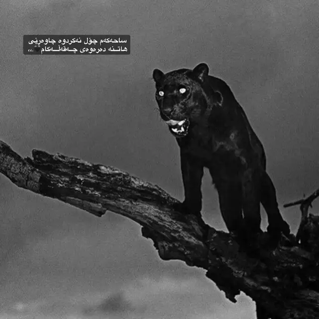 #fyppppppppppppppppppppppp #الشعب_الصيني_ماله_حل😂😂 #بەرەوforyou😍 #foryoupage #tlyak #🦅🦅 