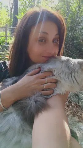 #mainecooncat #mainecoon 