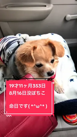 大大大大大好きだああああああ#チワックス