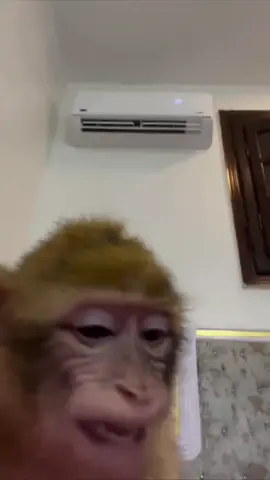 tak tak tak maymun kapıda #keşfettt #fyppp