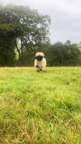 Little love #valaisblacknosesheep #heycroftvalais #fyp #pets #cutebaby  