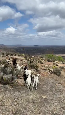 Orgulho de ser Nordestino#trabalho#interior#ceará#sertão#nordeste 