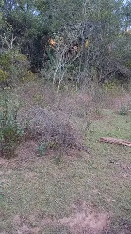 #beagle 