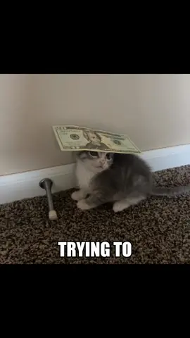 IM HAVING TROUBLE TRYING TO SLEEP 🗣️🗣️ #catedit #catcore #catsoftiktok #greenday 