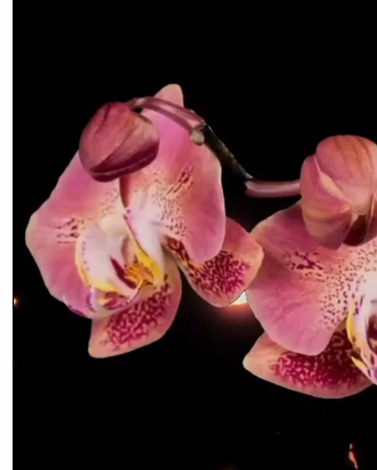 Nightwish - Sleeping sun #nightwish #metal #gothicmetal #opera #band 