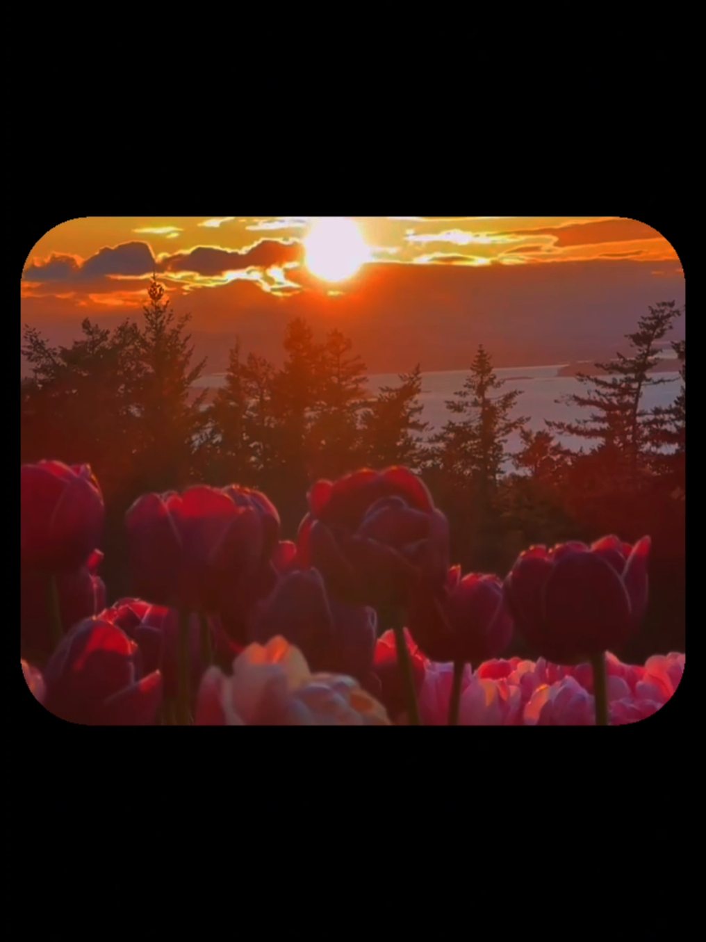 #fyyyyyyyyyyyyyyyy #foryoupage 