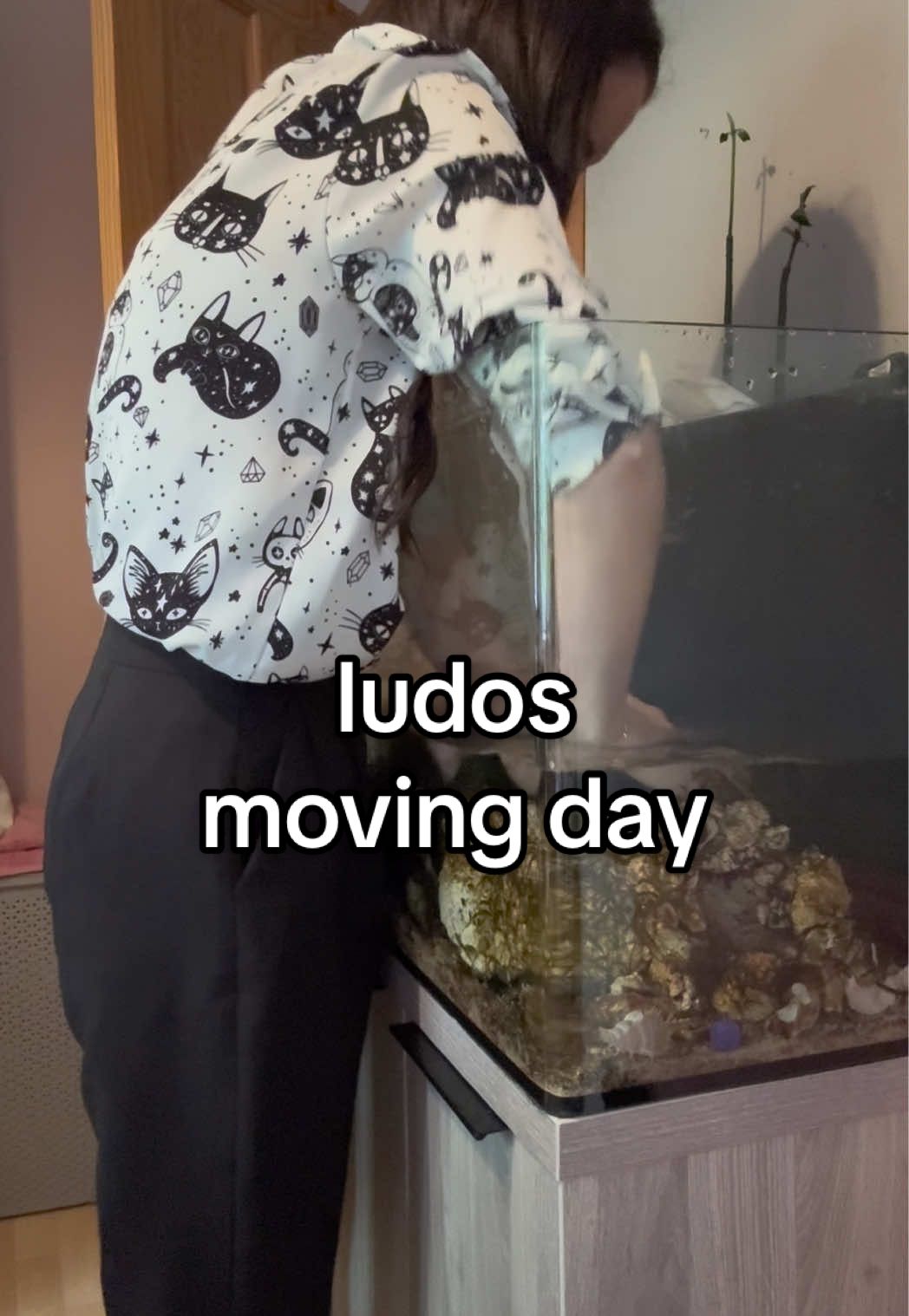 one down, 2 more to go.. #ludothemantisshrimp #peacockmantisshrimp #mantisshrimp 