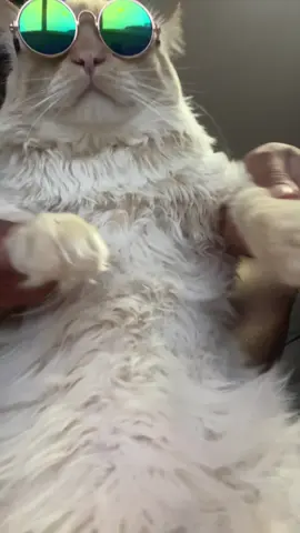 #catsoftiktok #ferrari 