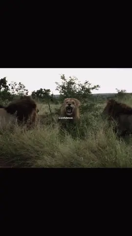 #zoologytok #wildanimals #fypシ #lion #lionking 