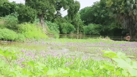 #creatorsearchinsights  عمر عقال فرقة الاجاويد  فرقة الاجاويد فرقة الاجاويد السودانيه  فرقة الاجاويد  عمر عقال  #creatorsearchinsights #مشاهدات56000مليونمشاهدهولايكات #مشاهدات56000مليونمشاهدهلايفمباشر #هاشتاج_أكتر_مشاهدات_100_مليون 