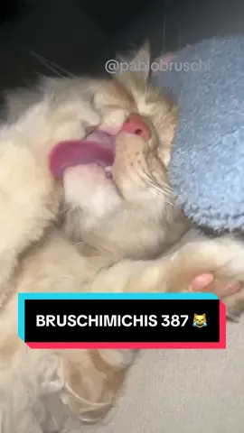 BRUSCHIMICHIS 387 😹❤️🐈 #comedia #humor #viral #fyp 