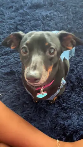 Just a girl in her Levi’s living her best life 🐶👖✨ #DogStyle #LevisFit #Pawshion #beyoncé 