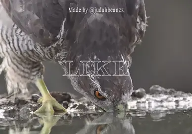 Inspired by @🌿𝓟𝓪𝓵𝓮𝓸_𝓜𝓪𝓼𝓽𝓮𝓻🌿 and his end of beginning edit #paleotok #paleontology #prehistoricanimals #fyp #dinosaur 