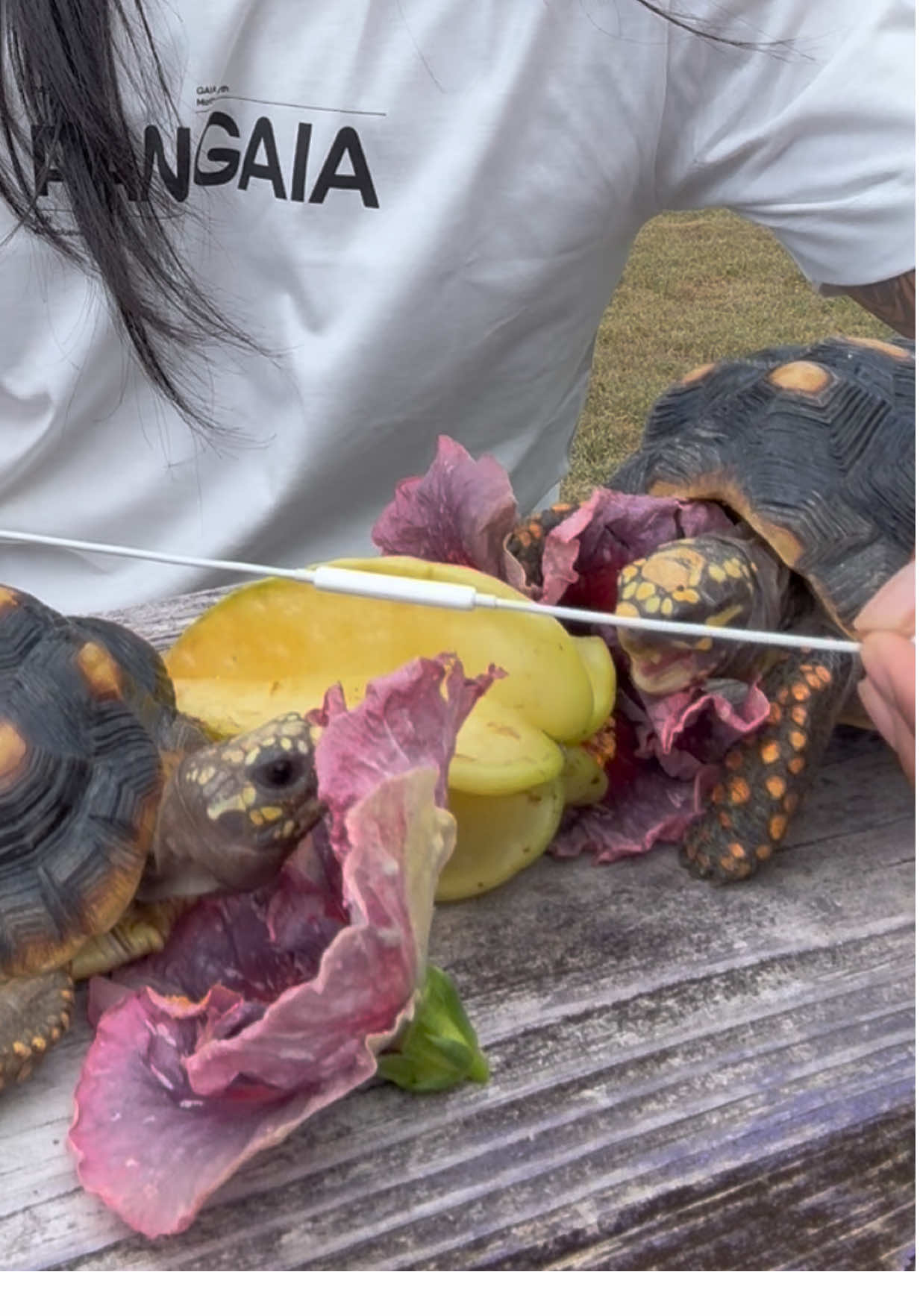 Tortoise eating asmr 🐢🌸