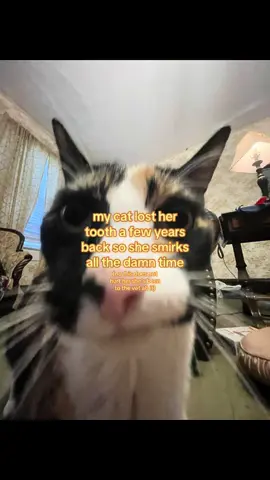 i luv her #cat #catsoftiktok #splatoon #tadc #cute 
