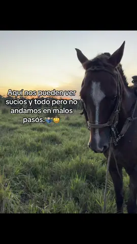 #paratiiiiiiiiiiiiiiiiiiiiiiiiiiiiiii #campo #ganado 