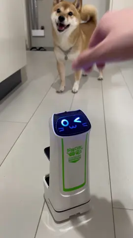 ぼくのお家に配膳ロボにゃんがきた💦 ##豆柴 #柴犬 #柴犬のいる生活 