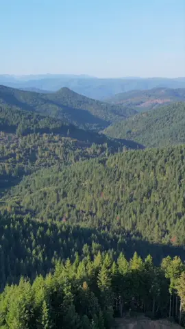 Follow for the best hikes in California! #redwood #redwoodforest #california #hiketok #hikersoftiktok 