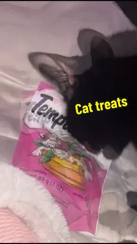 #temptations #cattreats #addicted #fernandfangsanctuary #catsoftiktok 