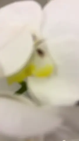 🌸 Arranjo de Flores Orquídea Artificial Decorativa – Centro de Mesa Elegante 🌸 💐 Transforme seu ambiente com elegância e delicadeza! Este lindo arranjo de orquídeas artificiais foi criado para levar sofisticação e charme à sua casa, escritório, eventos ou recepções. Com aparência realista e acabamento impecável, ele é perfeito como centro de mesa, decoração de estantes, aparadores e muito mais! #achadinhosdashopee #centrodemesa #orquideas 