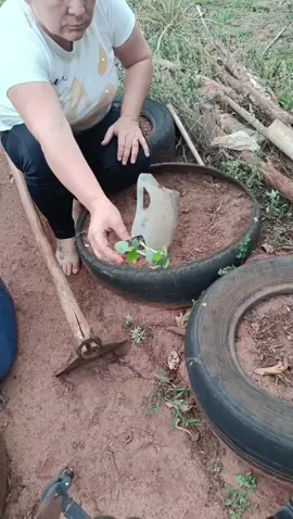 vai ter quiabo na horta também 
