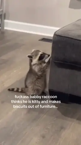 raccoons can absolutely make biscuits dont fall for the propaganda.. #spirituality 