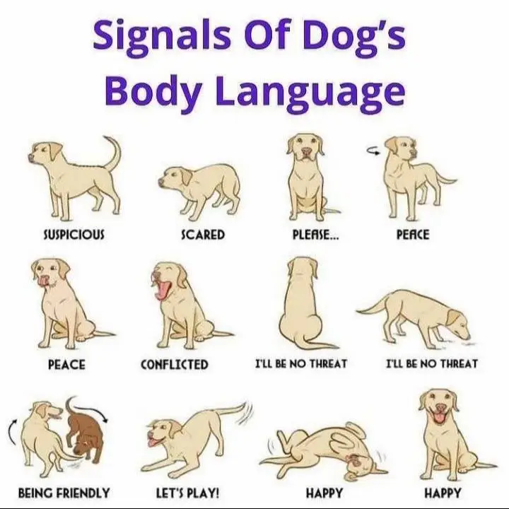 signals of dog body language #bodylanguage #dog #fyp 
