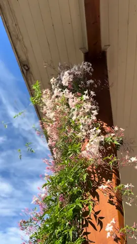 El olor es otra cosa 😍 Jazmín Poleanta perfecta para tu jardín 🧑🏻‍🌾💚 #plantas 