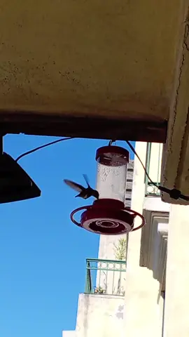 #colibri 