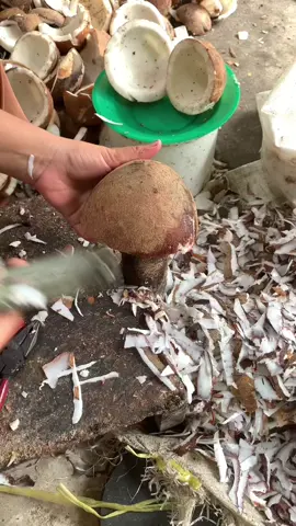 Asmr ngupas kelapa bestt #ngoncek #fyp #viral #tiktoklive live masi di akun ke dua best @Aiiiwincuuu🧘🏻‍♀️ 