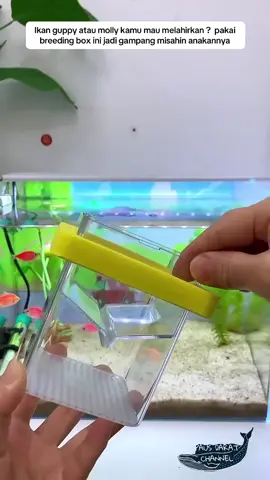 Breeding box aquarium #water #ikan #ikanhias #fish #aquascape      Link pembelian ada di profil etalase no 157