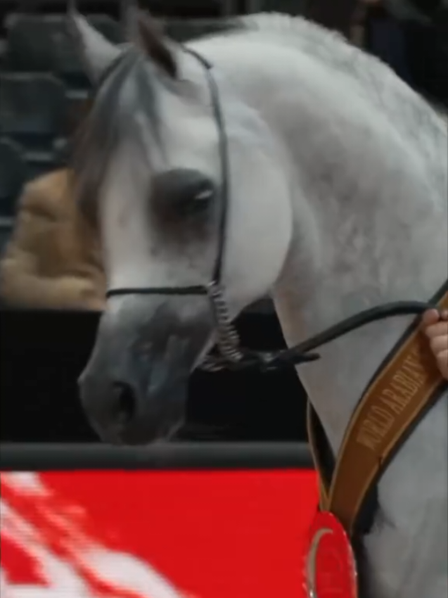 #horse #arbianhorse 