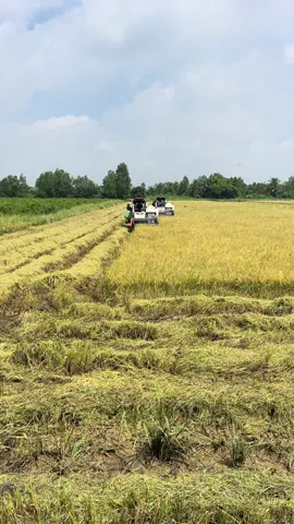 #62longan #máy #dc70plus 