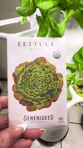 #hydroponics #growyourownfood #indoorgarden #lettucegrownook 