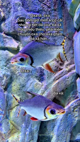 #vinwondersphuquoc #VinWonders #GreenCreator #dulich 