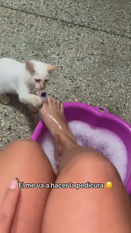 Aslan el curioso 🤭