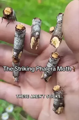 Master of disguise! This striking moth, also known as the buff-tipped phalaena, transforms its wings into a perfect imitation of a broken stick. Nature's camouflage game is strong! -𝐅𝐨𝐥𝐥𝐨𝐰 𝐟𝐨𝐫 𝐦𝐨𝐫𝐞 𝐟𝐚𝐬𝐜𝐢𝐧𝐚𝐭𝐢𝐧𝐠 𝐬𝐜𝐢𝐞𝐧𝐜𝐞 𝐟𝐚𝐜𝐭𝐬!🧠 #wildlife #phaleramoth #bufftip #insects #camouflage 