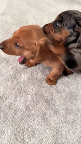 Playy time 😂💞 #mini #minidachshundpuppy #minidachshund #losangeles #menifee