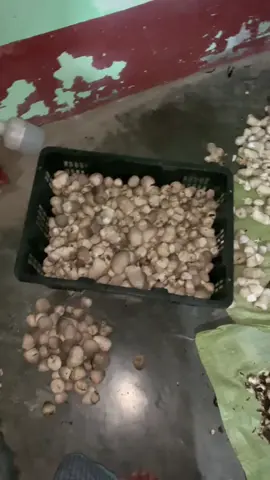 ကောက်ရိုးမှို စိုက်ပျိုးရေး# ရွှေဥလေတွေ ☺️☺️