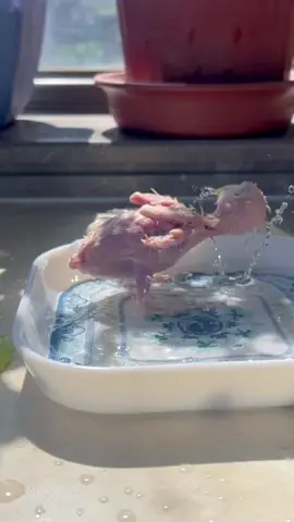 Động vật đáng yêu #xuhuong #pet #cute #animals #funnyvideos 