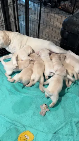 #dogs #animals #pets #puppies #fyp Mom Doing her feeding