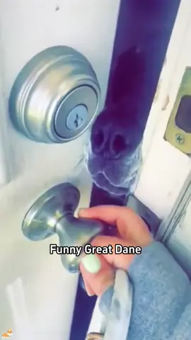 Funny Great Dane🤣😆#LanguageLearning #cutedog #funny #cute #dogsoftiktok #usa🇺🇸 