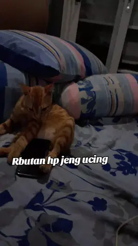 rebutan hp jeng ucing#fyppppppppppppppppppppppp 