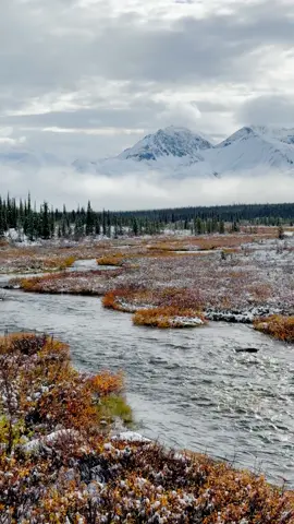 Where snow-kissed peaks meet golden fall – journey down Denali Highway and let this river carry you into autumn’s magic 🍂❄️ #DenaliHighway #FallInAlaska #NatureVibes 