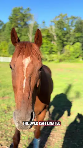 Shout out to the Thoroughbreds! ❤️🐴 #lame2famehorserescue #Dragon #ottb 
