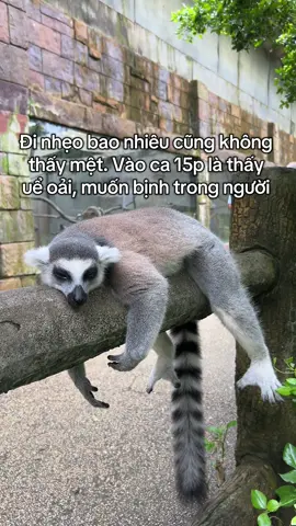 Có cách nào để đi nhẹo hong tốn tiền không #VinWonders #GreenCreator #dulich #8nmvrqy #Vinpearl 